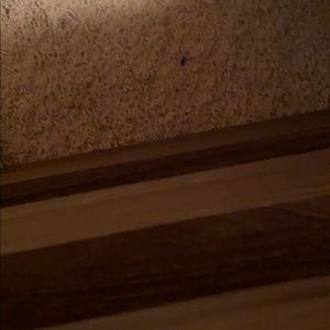 Meet your Posher, Bella